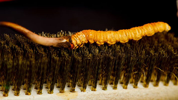 鮮冬蟲夏草什么口感最好？探尋舌尖上的滋補(bǔ)美味? ? ? ?