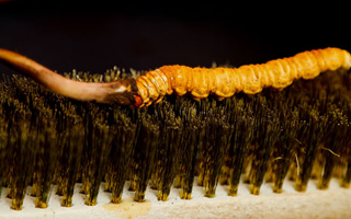 鮮冬蟲夏草什么口感最好？探尋舌尖上的滋補美味? ? ? ?