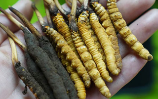 鮮冬蟲夏草如何打粉末保存？實用指南來了