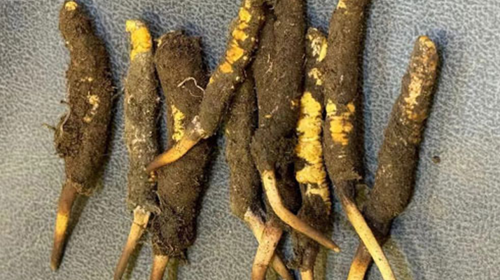 野生冬蟲夏草一斤多少錢？多維度價格解析