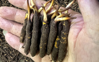 3000 條蟲草一克是幾只？深入解析蟲草規(guī)格與重量關(guān)系? ? ? ?