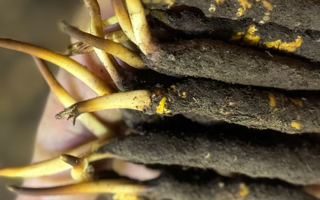 蟲草怎么存放比較好？科學(xué)保存指南