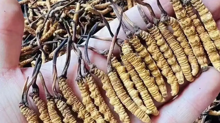 冬蟲夏草怎么吃？最全食用指南與科學建議?