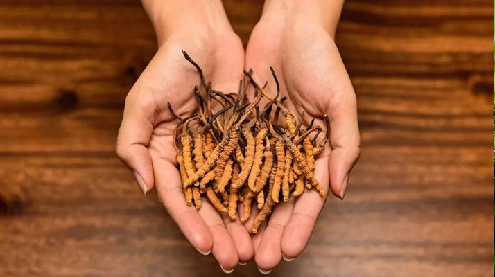 鮮<a href=http://m.sprysprout.com/jiage/ target=_blank class=infotextkey>冬蟲夏草多少錢</a>一條