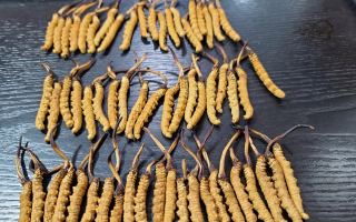 冬蟲夏草是如何形成的？揭秘"軟黃金"的誕生之謎?