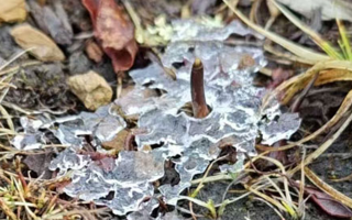 冬蟲夏草的冬季真容：冰封下的生命蟄伏