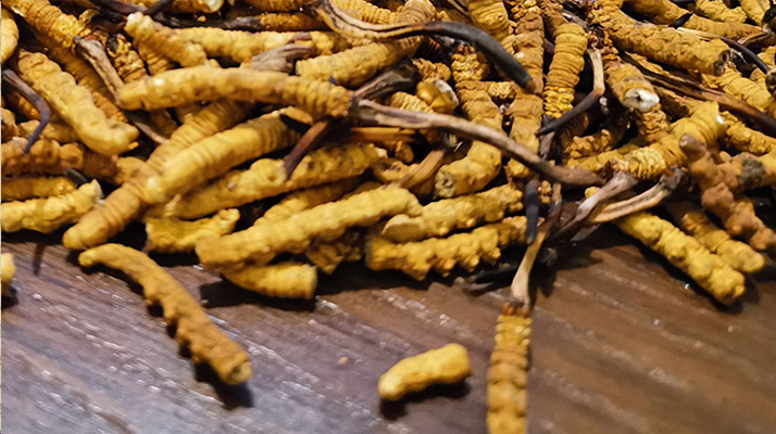 斷的冬蟲夏草有效果嗎？一文揭開真相