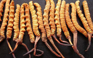 干冬蟲夏草多少錢一斤？一文解析其價格密碼