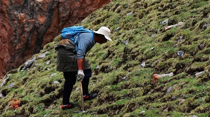 冬蟲夏草什么時候采挖？最佳采挖時節(jié)與科學(xué)依據(jù)