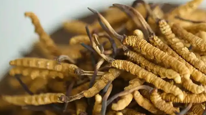 每天吃冬蟲(chóng)夏草有什么好處