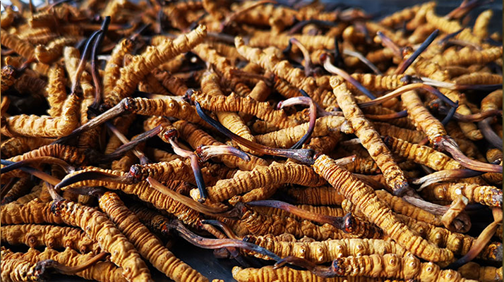 純野生冬蟲(chóng)夏草價(jià)格解密：天價(jià)背后的價(jià)值邏輯