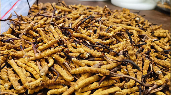 冬蟲夏草的潛在副作用：滋補背后的健康風險