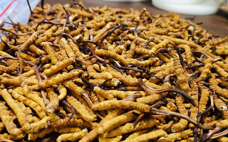 冬蟲夏草的潛在副作用：滋補背后的健康風險