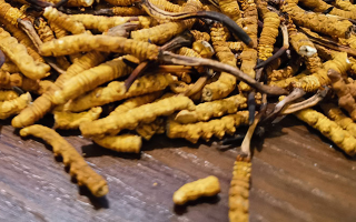 野生冬蟲夏草行業(yè)研究