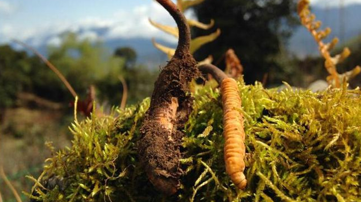 如何挑選新鮮冬蟲夏草？掌握這幾個(gè)關(guān)鍵要點(diǎn)