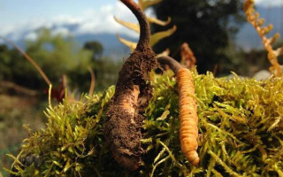 如何挑選新鮮冬蟲夏草？掌握這幾個(gè)關(guān)鍵要點(diǎn)