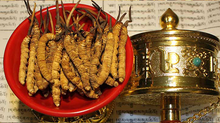 <a href=http://m.sprysprout.com/gongxiao/ target=_blank class=infotextkey><a href=http://m.sprysprout.com/gongxiao/ target=_blank class=infotextkey><a href=http://m.sprysprout.com/yangsheng/ target=_blank class=infotextkey>冬蟲夏草的功效</a></a></a>解析：傳統(tǒng)珍寶的現(xiàn)代價值