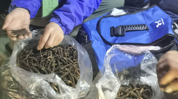 <a href=http://m.sprysprout.com/xinxian/ target=_blank class=infotextkey>新<a href=http://m.sprysprout.com/xinxian/ target=_blank class=infotextkey>鮮冬蟲夏草</a></a>的正確食用指南