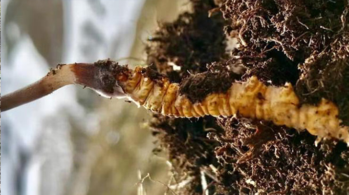 <a href=http://m.sprysprout.com/xinxian/ target=_blank class=infotextkey>新<a href=http://m.sprysprout.com/xinxian/ target=_blank class=infotextkey>鮮冬蟲夏草</a></a>干刷技巧全解析