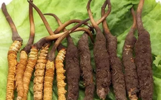 吃新鮮冬蟲夏草后拉肚子？原因與應(yīng)對方法解析