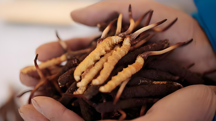 小孩可以喝冬蟲夏草嗎？科學(xué)看待兒童滋補(bǔ)問題