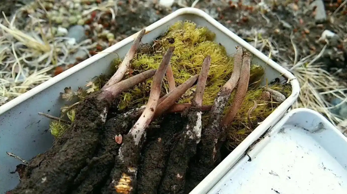 冬蟲夏草怎么辨別養(yǎng)殖的？掌握 5 大鑒別要點(diǎn)