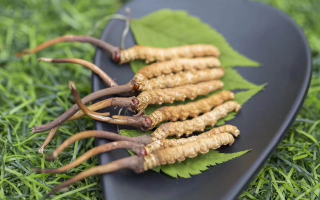 新鮮松茸冬蟲(chóng)夏草怎么吃？滋補(bǔ)雙珍的美味搭配指南