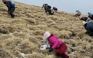 青海果洛：雪域高原的新鮮蟲草寶藏