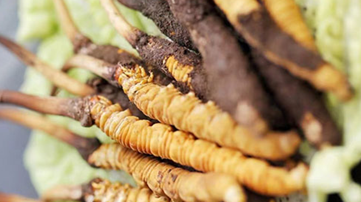 冬蟲夏草適合產后婦女嗎？科學滋補與恢復指南