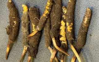 冬蟲夏草老人服用指南：科學(xué)方法與健康養(yǎng)護(hù)