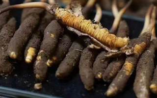 冬蟲夏草適合哪些人群？精準(zhǔn)滋補(bǔ)指南