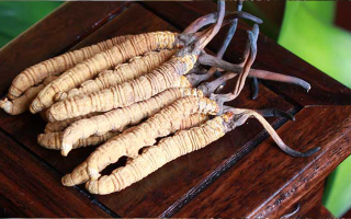 冬蟲(chóng)夏草與孩子：科學(xué)看待兒童滋補(bǔ)的正確方式