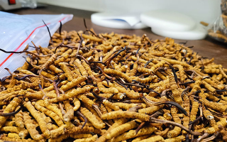 一根冬蟲夏草多少錢？解密單根蟲草的價格玄機