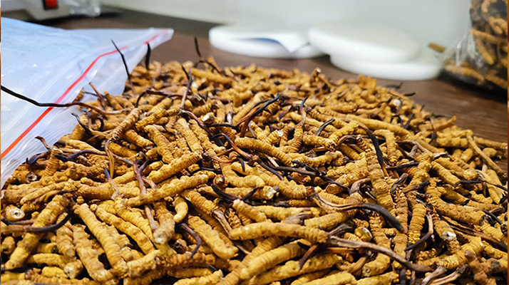 <a href=http://m.sprysprout.com/gongxiao/ target=_blank class=infotextkey><a href=http://m.sprysprout.com/gongxiao/ target=_blank class=infotextkey><a href=http://m.sprysprout.com/yangsheng/ target=_blank class=infotextkey>冬蟲夏草的功效</a></a></a>與價(jià)值解析