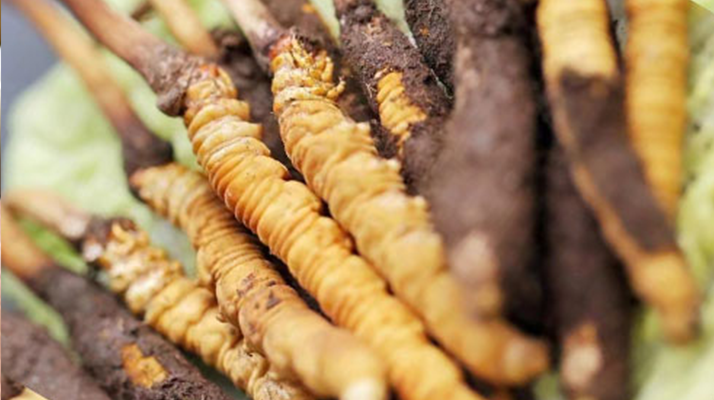 水煮<a href=http://m.sprysprout.com/xinxian/ target=_blank class=infotextkey>鮮冬蟲夏草</a>的最佳方法:鎖住營養(yǎng)的科學(xué)烹煮指南