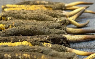 一根鮮冬蟲夏草多少錢？影響價(jià)格的核心因素解析