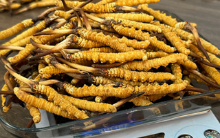 冬蟲夏草的真假鑒別：實(shí)用技巧助你避開(kāi)造假陷阱