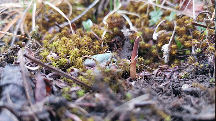 冬蟲夏草：跨越兩界的生命奇珍