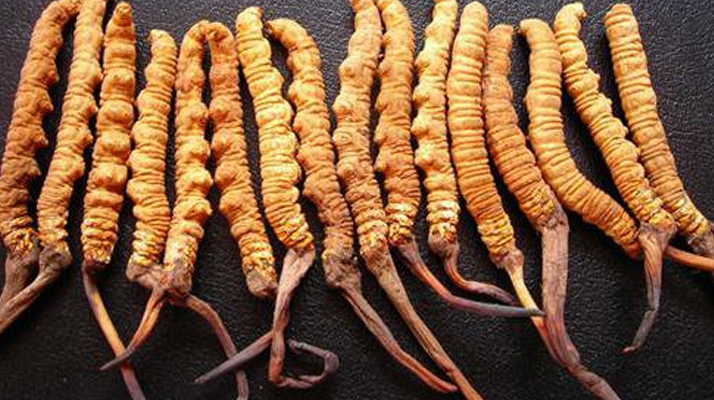 一克<a href=http://m.sprysprout.com/jiage/ target=_blank class=infotextkey>冬蟲夏草多少錢</a>？解密天價(jià)背后的價(jià)格密碼