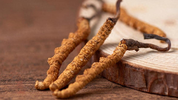 吃冬蟲夏草的好處有哪些？科學解讀這株"雪山黃金"的養(yǎng)生價值