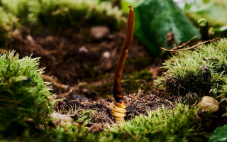 16 歲小孩怎么吃鮮冬蟲夏草