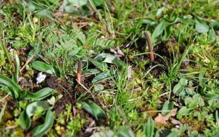 鮮草冬蟲夏草一根多少錢