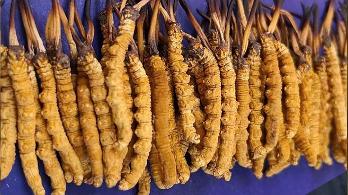 那曲新鮮<a href=http://m.sprysprout.com/jianbie/ target=_blank class=infotextkey>冬蟲夏草鑒別</a>