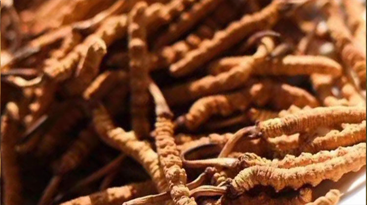 野生<a href=http://m.sprysprout.com/jiage/ target=_blank class=infotextkey>冬蟲夏草多少錢</a>一克