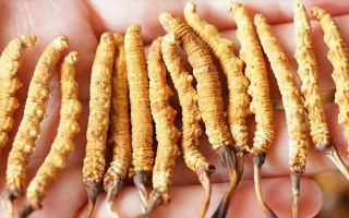 冬蟲(chóng)夏草買(mǎi)多少錢(qián)一斤