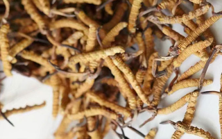 冬蟲(chóng)夏草產(chǎn)地怎樣分布的