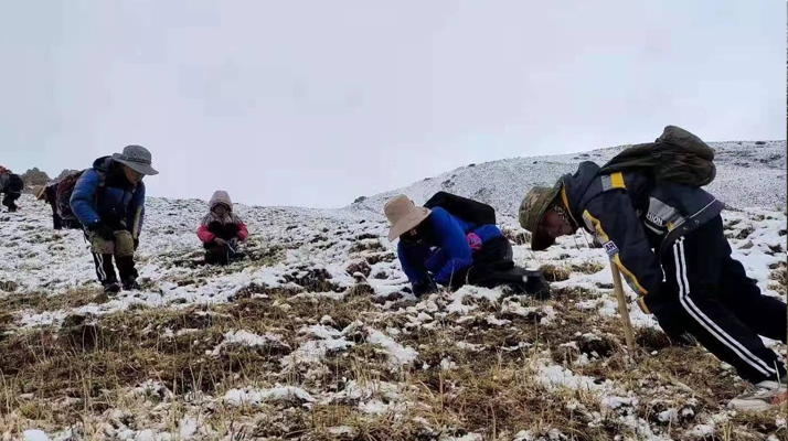 冬蟲(chóng)夏草在哪采收最多