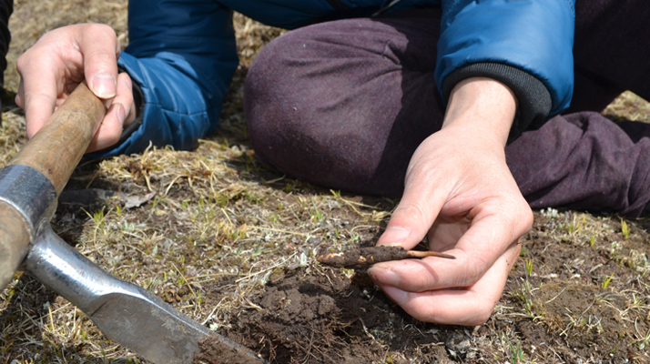 怎樣鑒別<a href=http://m.sprysprout.com/tag/6.html target=_blank class=infotextkey>冬蟲夏草的產(chǎn)地</a>