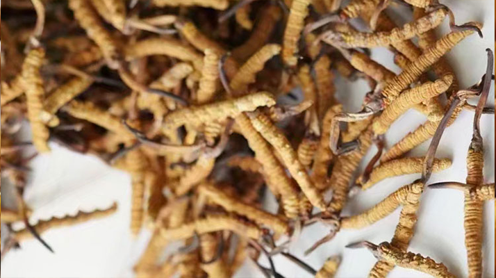 天然<a href=http://m.sprysprout.com/jiage/ target=_blank class=infotextkey>冬蟲夏草多少錢</a>一克