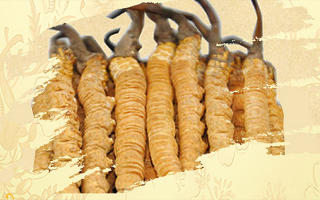 冬蟲夏草要燉多長時(shí)間